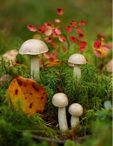 7e6641d963d62024db89c04ddbebe4d9